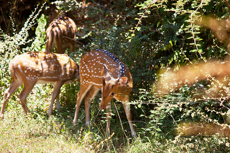 斯里兰卡雅拉公园的野生斑点鹿高清图片