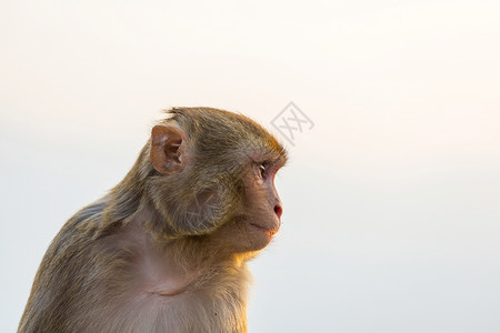 印尼寺庙里的猴子背景