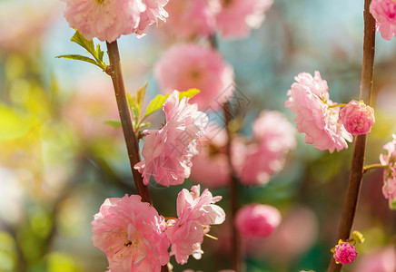 杏仁树粉红色的花图片