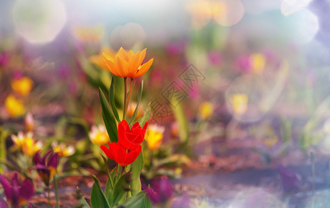 郁金香tulip的名词复数图片