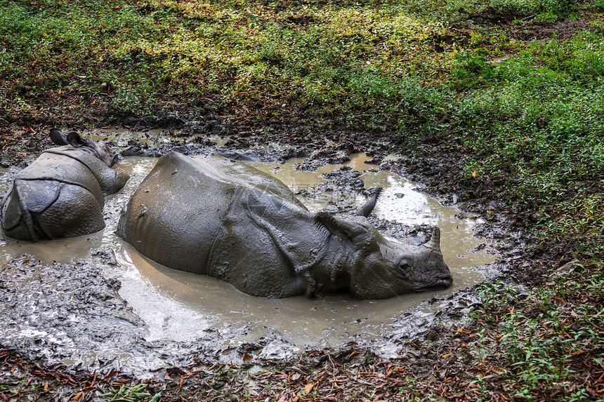 犀牛正尼泊尔奇旺公园野外吃草图片