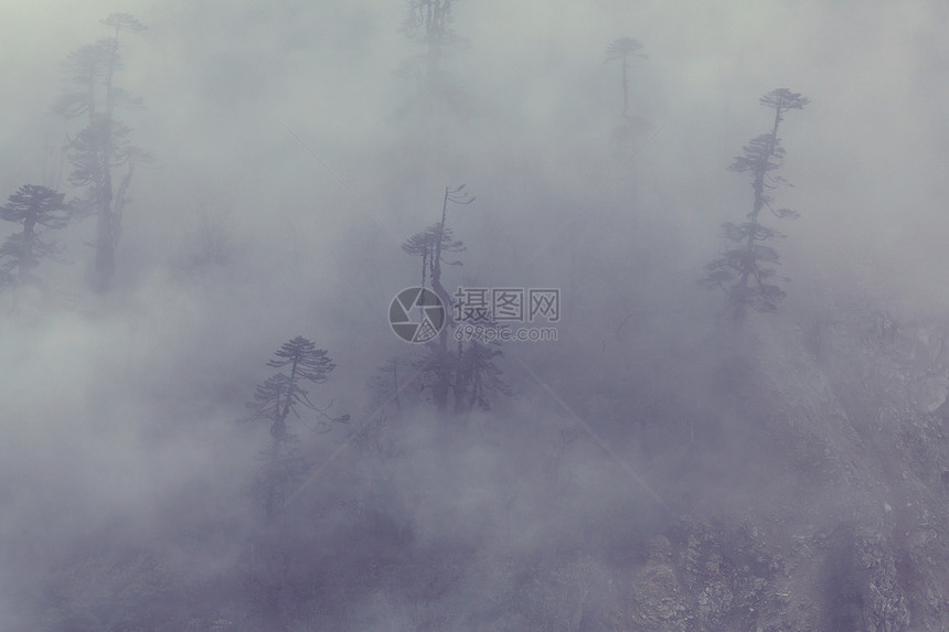 尼泊尔喜马拉雅山脉的丛林图片