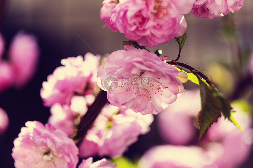 杏仁树粉红色的花图片