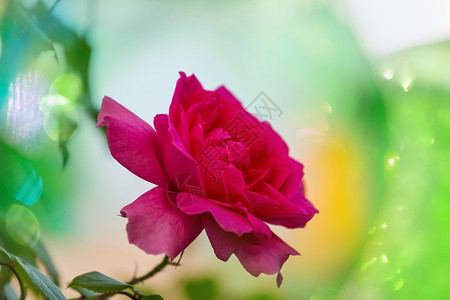 玫瑰粉红色蔷薇花粉红色的葡萄酒背景图片