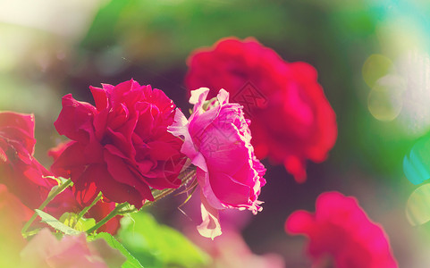 红玫瑰,特写镜头背景图片