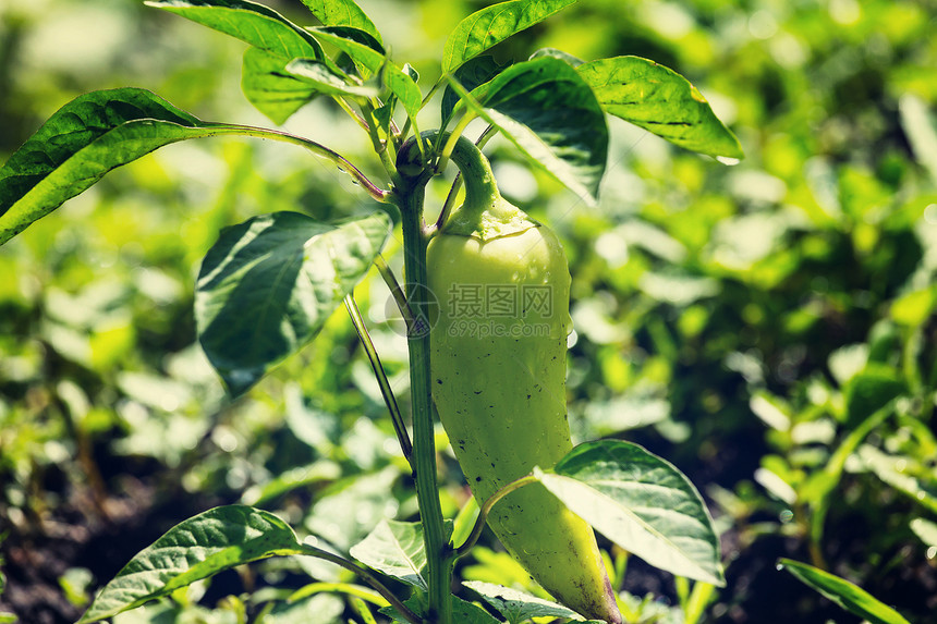 花园里的钟椒植物图片