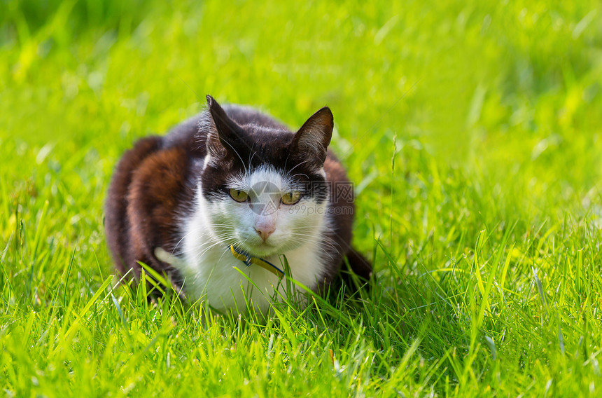 绿草地上的猫图片