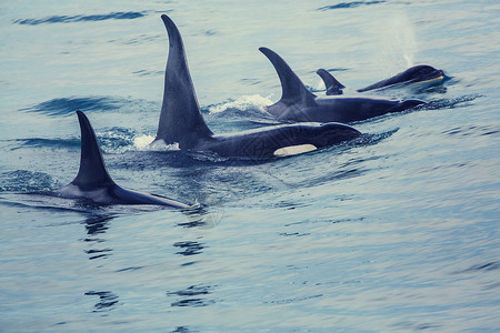 鲸目阿拉斯加的虎鲸虎鲸背景