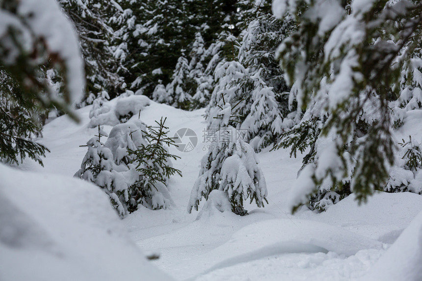 冬季风景秀丽的白雪覆盖的森林图片