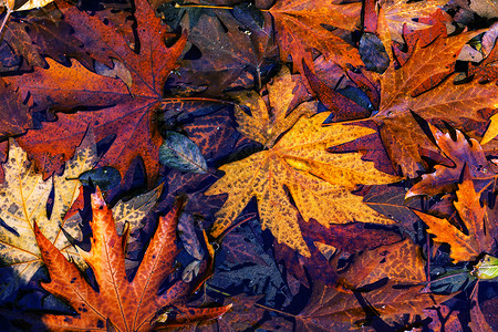秋天季节五颜六色的叶子图片