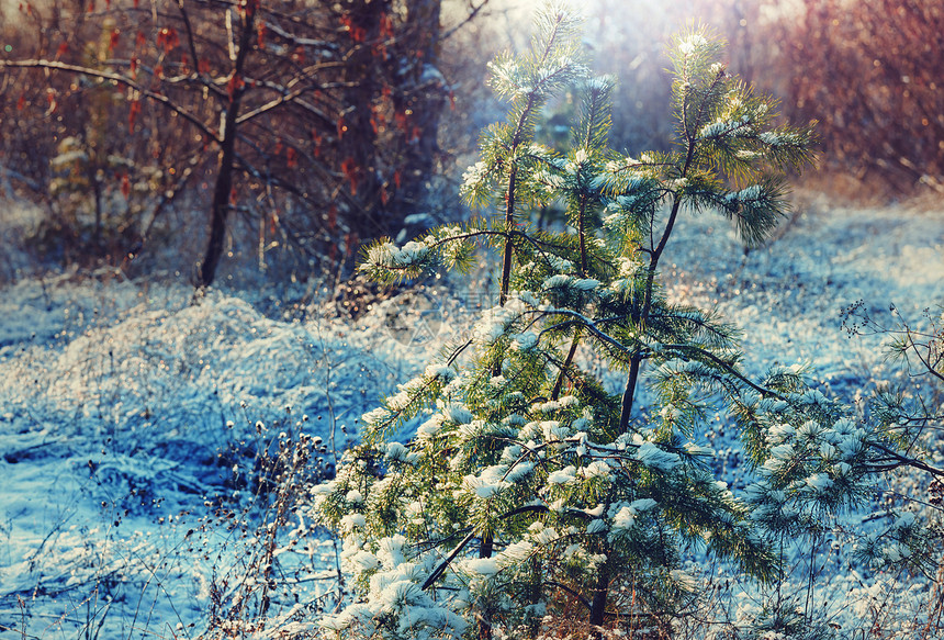 冬季风景秀丽的白雪覆盖的森林图片