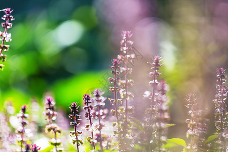 花园里的罗勒植物图片