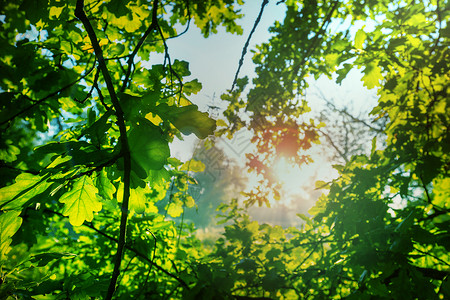 夏天的背景与树叶背景图片