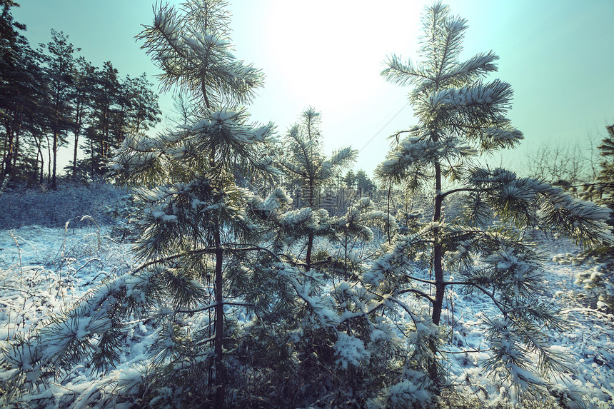 冬季风景秀丽的白雪覆盖的森林图片
