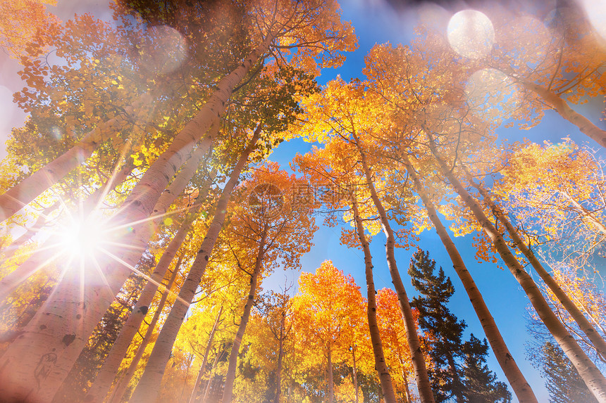 五彩缤纷的风景秋天的季节与树木晴朗的日子图片