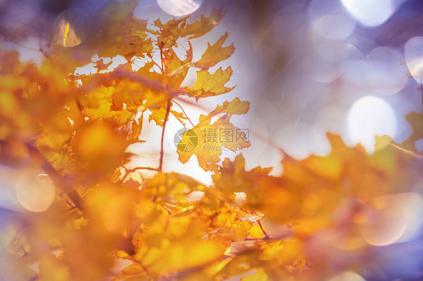 秋天季节五颜六色的黄叶特写镜头适用于背景图像图片