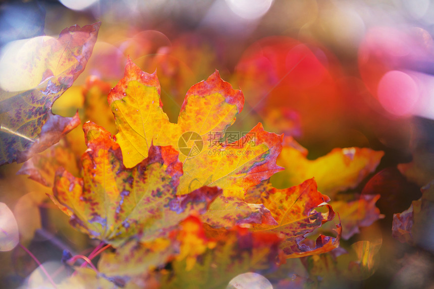 秋天季节五颜六色的黄叶特写镜头适用于背景图像图片