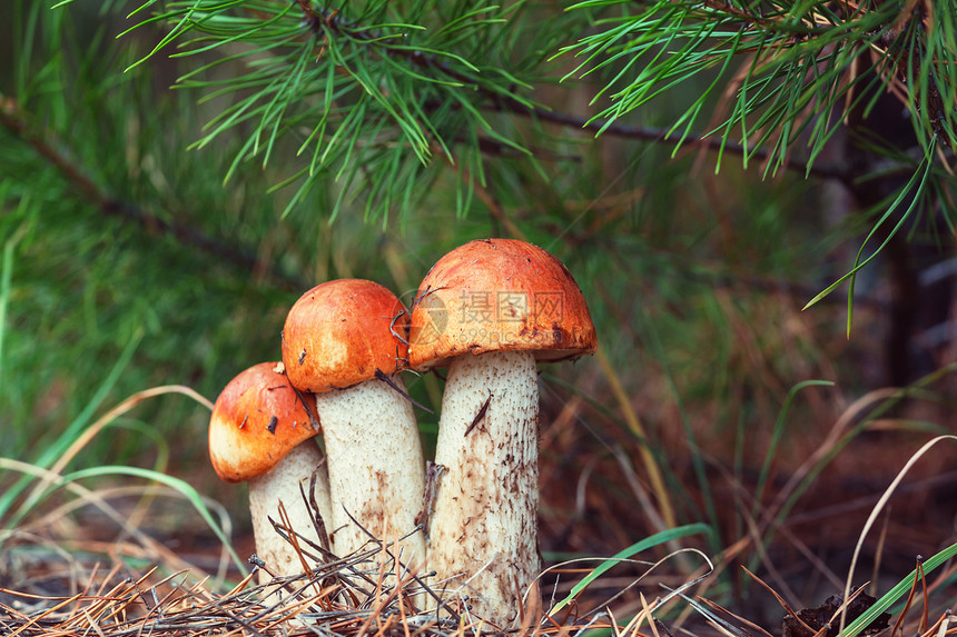秋天树林里五颜六色的蘑菇图片