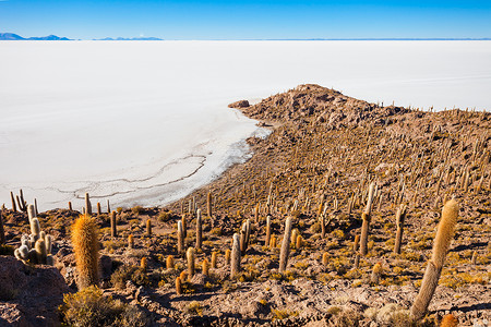 利维亚乌尤尼盐坪仙人掌覆盖岛鱼岛的景观图片