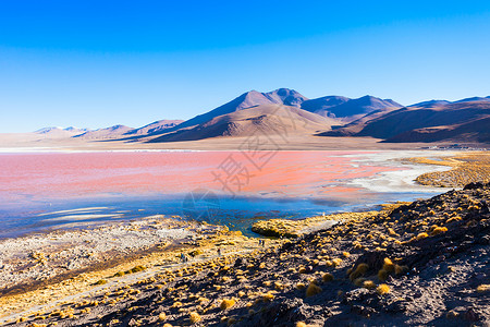 拉古纳彩色红湖利维亚高原最美丽的湖泊图片