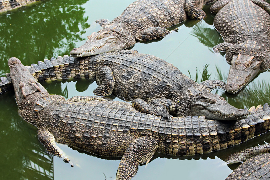 泰国,许多鳄鱼水里放松图片