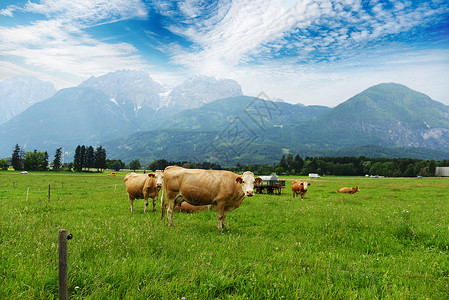 山坡上放牧的牛群图片