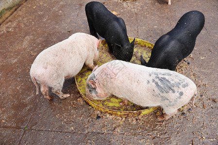 猪动物园吃食槽图片