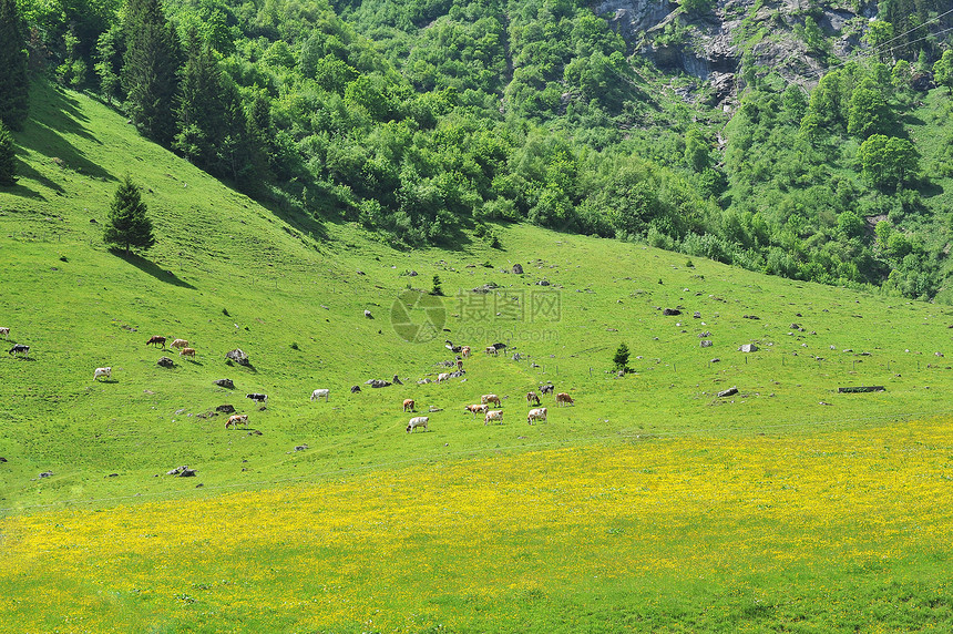 山坡上放牧的牛群图片
