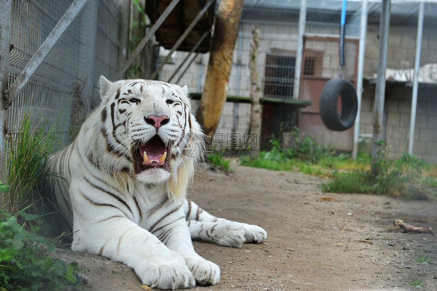 老虎动物园的笼子里休息图片