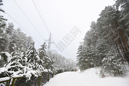 白雪覆盖的森林道路,冬季景观图片