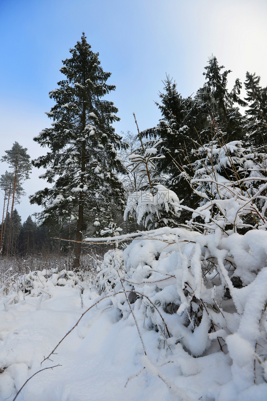 冬天的树覆盖着毛茸茸的雪图片