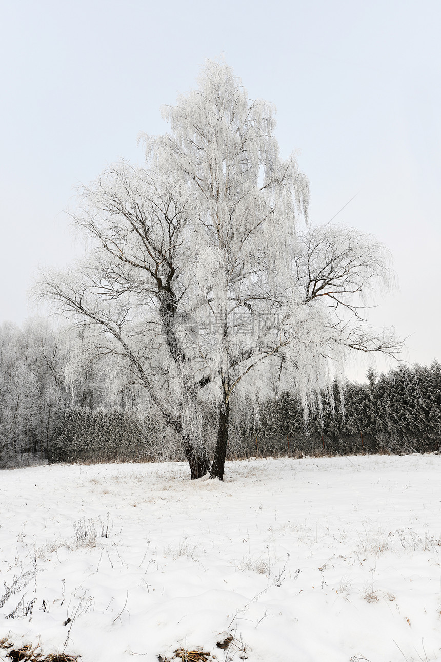 冬季景观冰冻的树图片