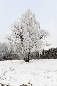 冬季景观冰冻的树图片
