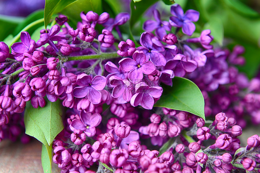 特写美丽的紫色丁香花图片