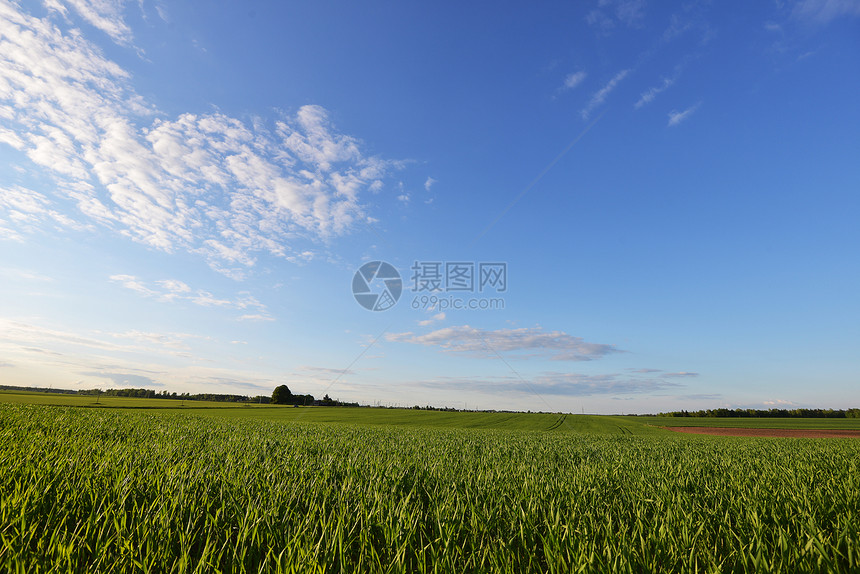 春天绿色的草地天空景观图片