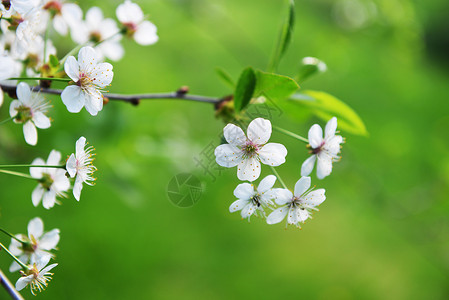 花园里开花的树的枝条背景图片