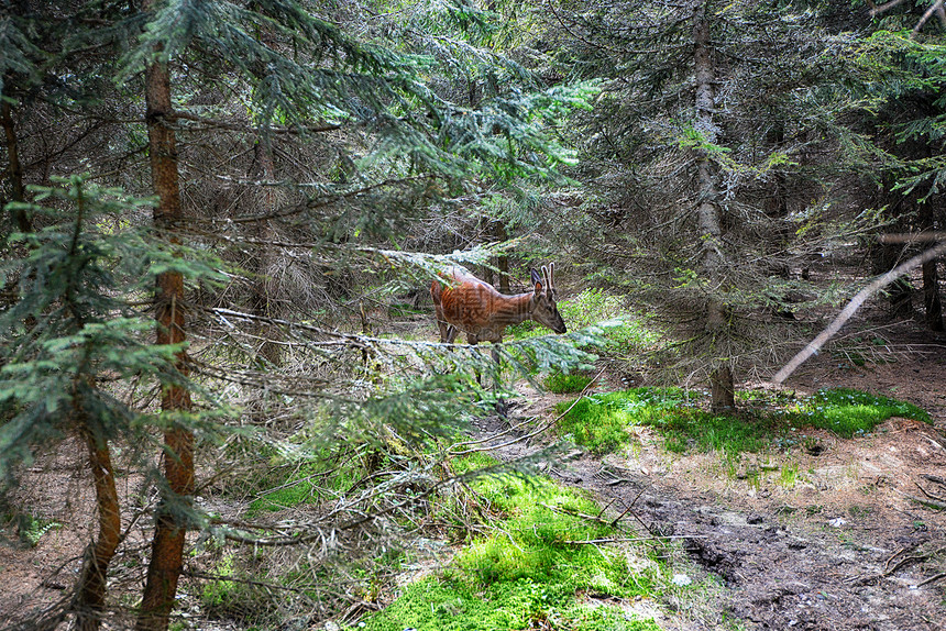 鹿鹿针叶林里奔跑图片