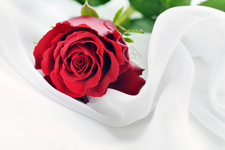 白色丝绸上的红玫瑰图片