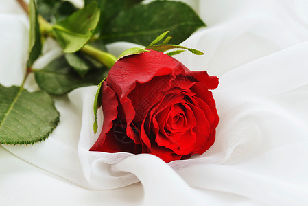 白色丝绸上的红玫瑰图片