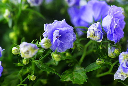 蓝色坎帕努拉钟花的特写高清图片