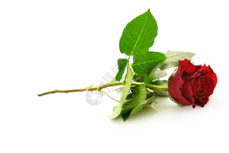 美丽的红色玫瑰隔离白色的背景上图片