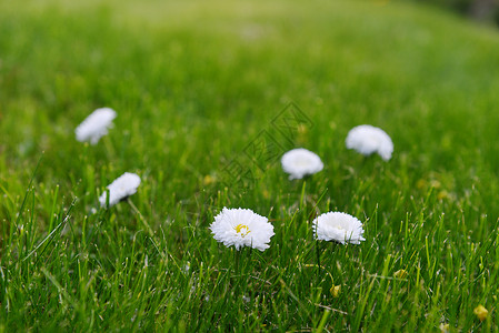 绿色草地上盛开的雏菊图片