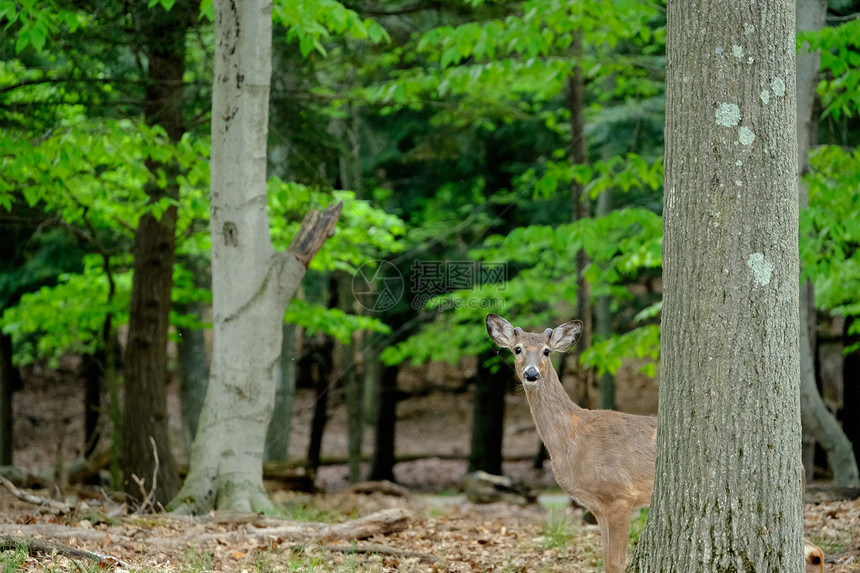 美国密歇根州森林的鹿图片