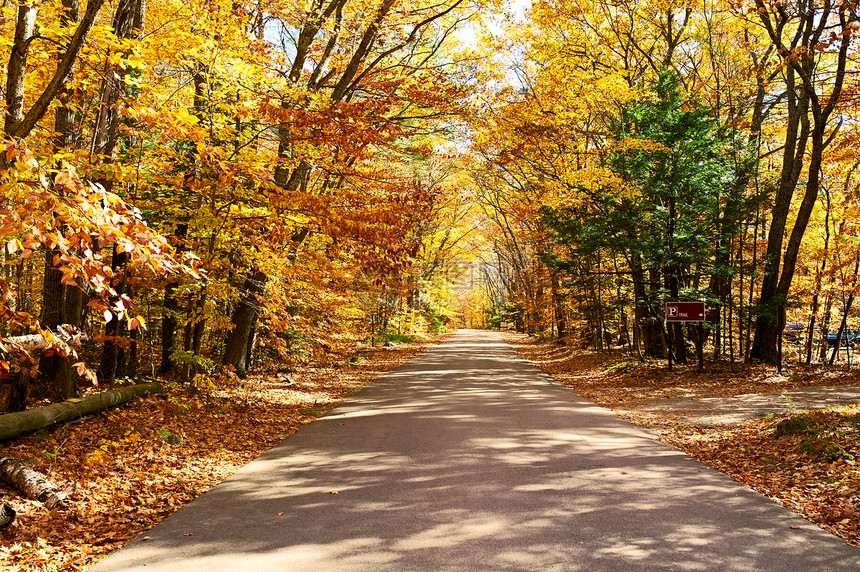 秋天的景象与森林中的道路图片