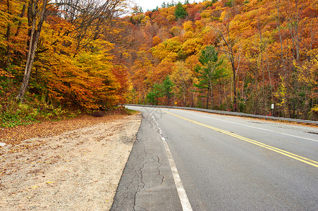 秋天的景象与森林中的道路高清图片