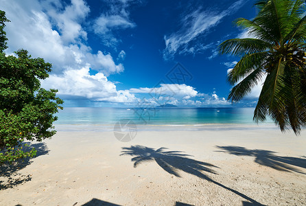 美丽的海滩与棕榈树塞舌尔,马河图片