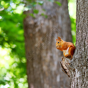 树上的松鼠红松鼠树上吃坚果背景