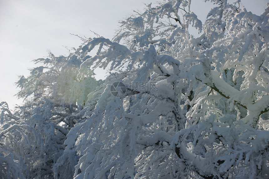 冬天的自然景象,阳光明媚的日子里,山上裸露的树枝上新鲜的雪图片