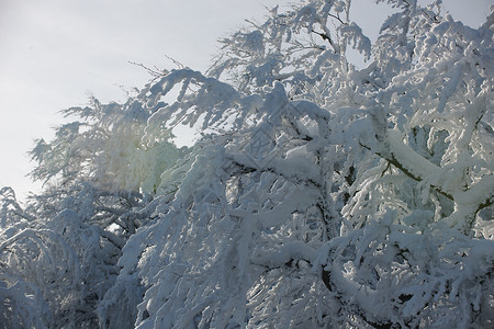 冬天的自然景象,阳光明媚的日子里,山上裸露的树枝上新鲜的雪图片