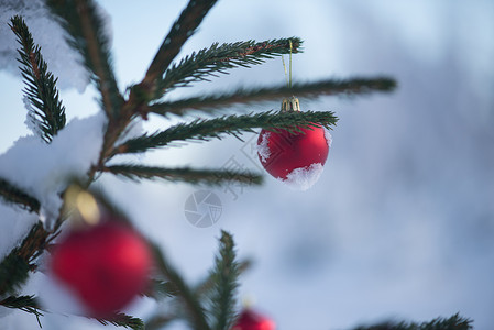 诞树上的诞红球覆盖着新鲜的雪图片